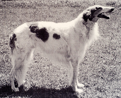 Top Obedience Borzoi 1991